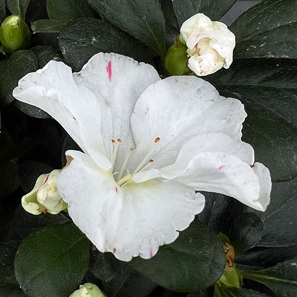 アザレア：ラブリーパール5号鉢植え