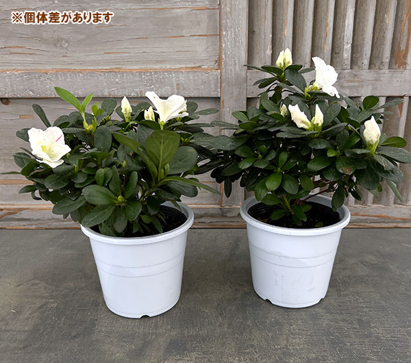 アザレア：ラブリーパール5号鉢植え