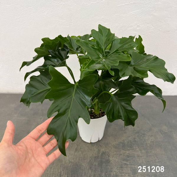 フィロデンドロン：セローム　4号鉢植え*