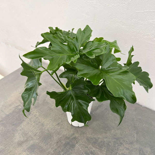 フィロデンドロン：セローム　4号鉢植え*