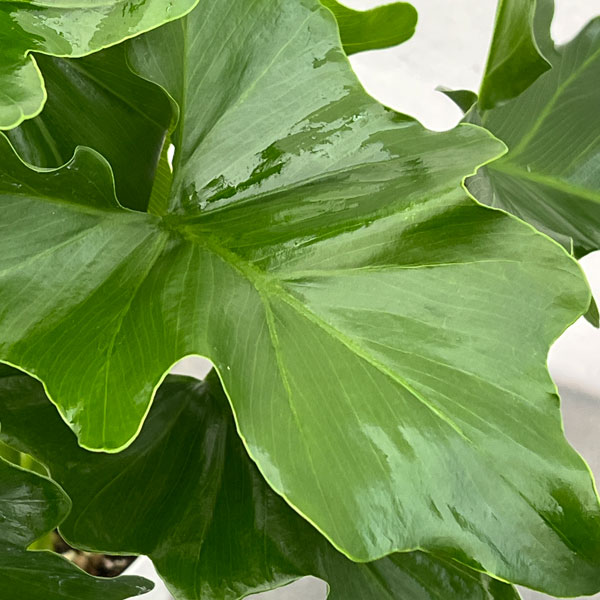 フィロデンドロン：セローム　4号鉢植え*