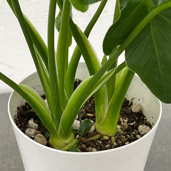 フィロデンドロン：セローム　4号鉢植え*