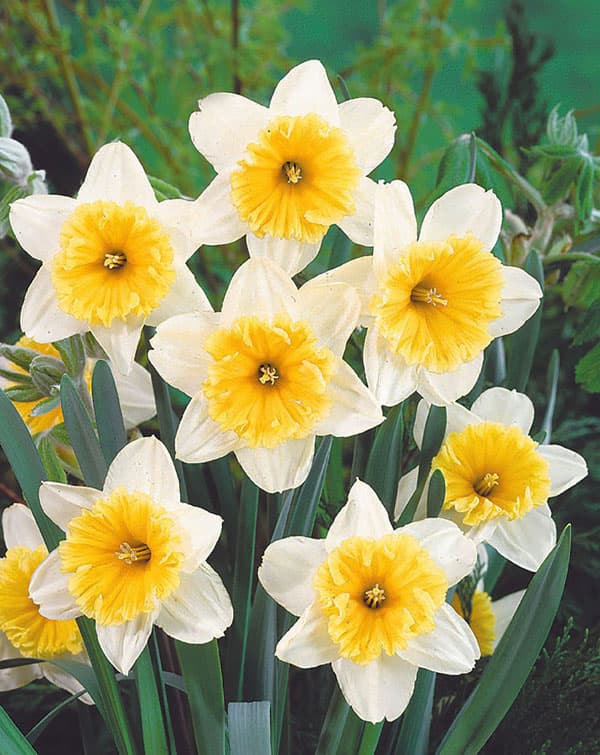 水仙:アイスフォーリス3球セット