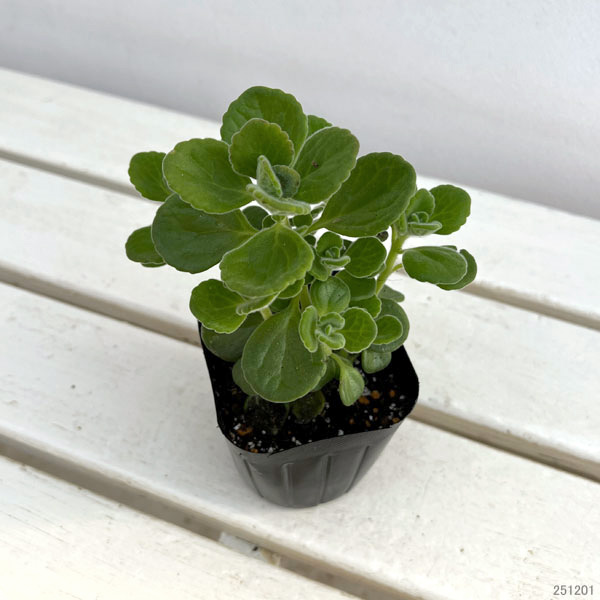 園芸ネット本店｜アロマティカス3号ポット* の通販【公式】