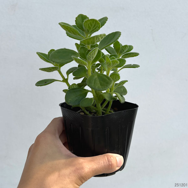 園芸ネット本店｜アロマティカス3号ポット* の通販【公式】