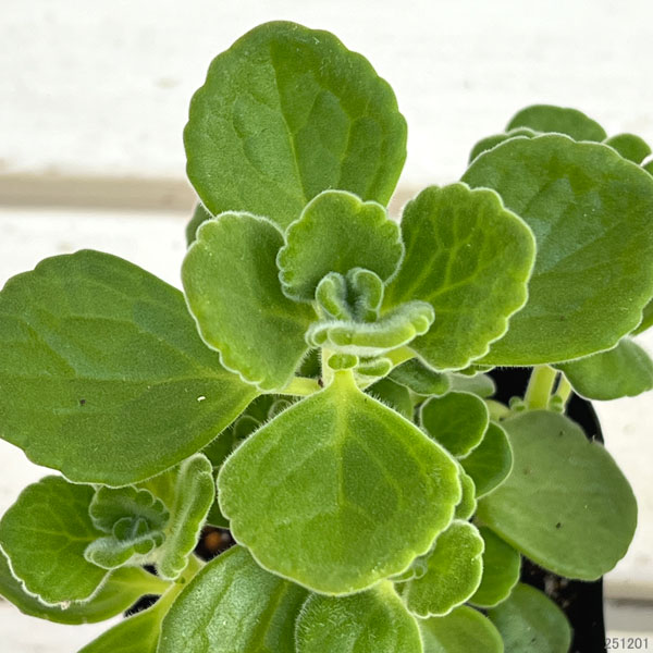 アロマティカス3号ポット*