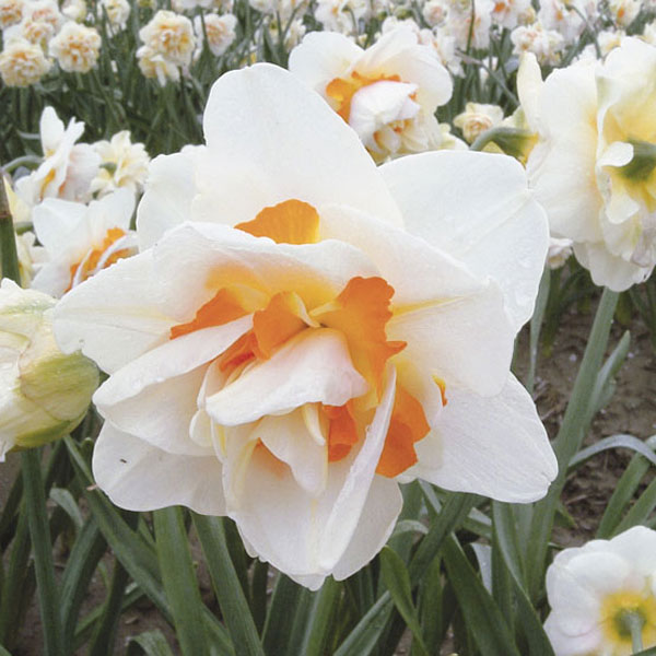 水仙:フラワーパレード3球セット