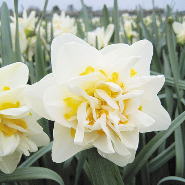 水仙:ホワイトライオン3球セット