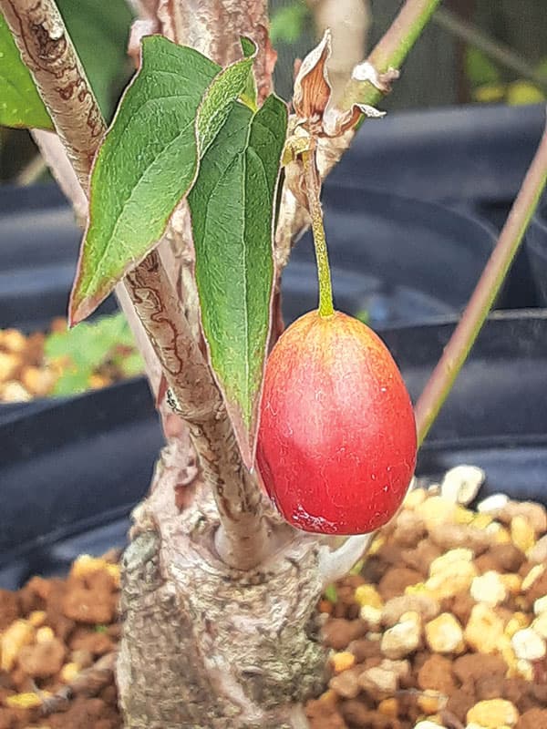 ヨーロピアンコーネル(コーネリアンチェリー):オーレア5号ポット