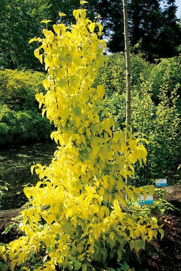 ヨーロピアンコーネル(コーネリアンチェリー):オーレア5号ポット