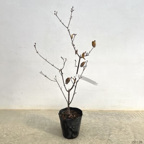 ヨーロピアンコーネル(コーネリアンチェリー):オーレア5号ポット