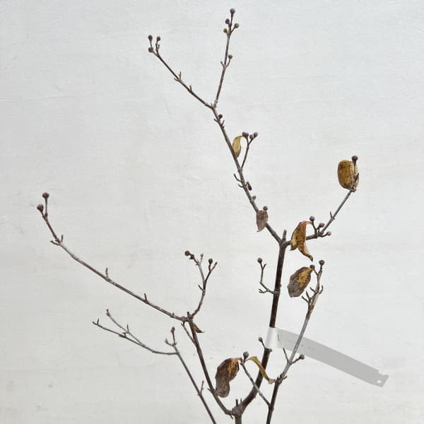 ヨーロピアンコーネル(コーネリアンチェリー):オーレア5号ポット