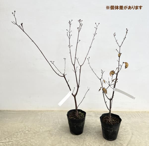 ヨーロピアンコーネル(コーネリアンチェリー):オーレア5号ポット