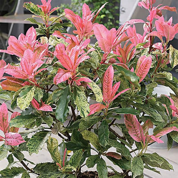 カナメモチ（オオカナメモチ）：ピンククリスピー4.5号ポット