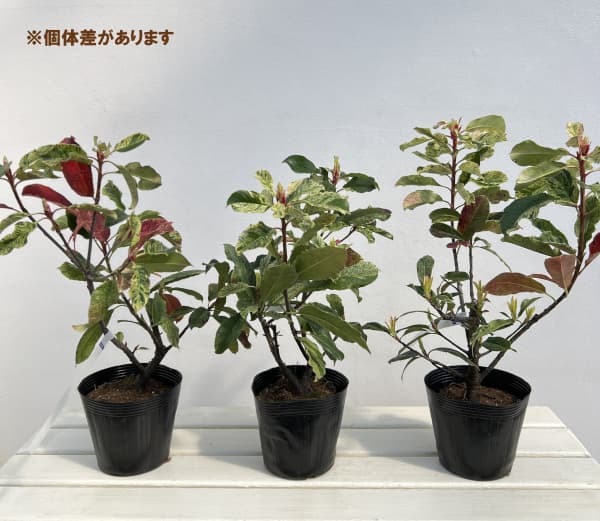 カナメモチ（オオカナメモチ）：ピンククリスピー4.5号ポット