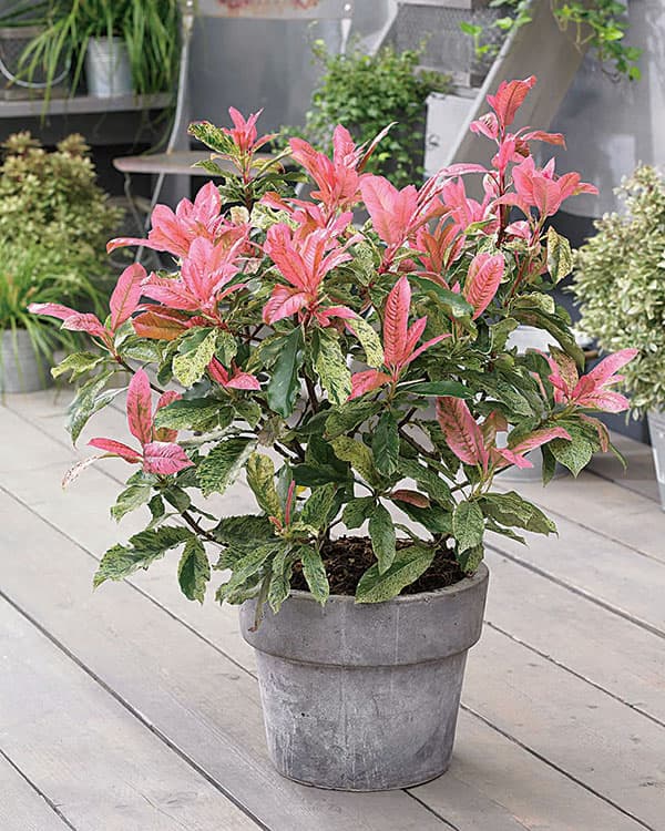 カナメモチ（オオカナメモチ）：ピンククリスピー4.5号ポット