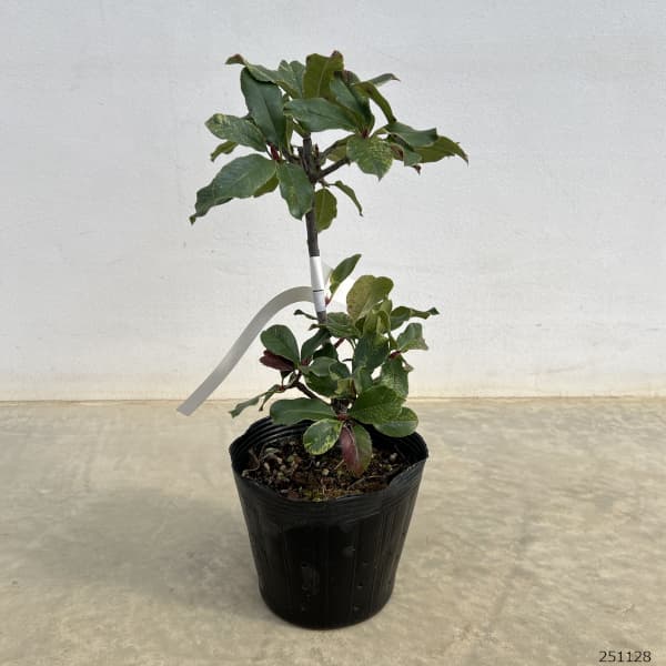 カナメモチ（オオカナメモチ）：ピンククリスピー4.5号ポット