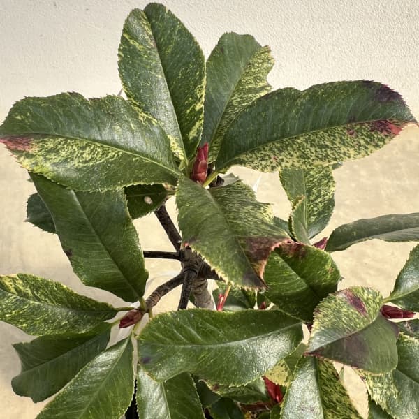 カナメモチ（オオカナメモチ）：ピンククリスピー4.5号ポット