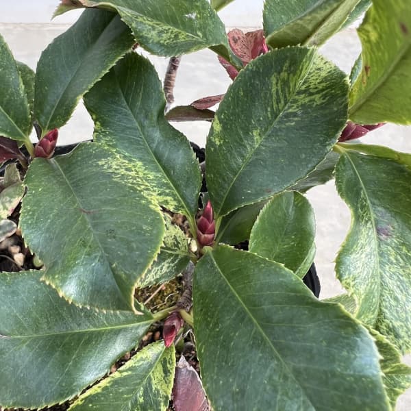 カナメモチ（オオカナメモチ）：ピンククリスピー4.5号ポット