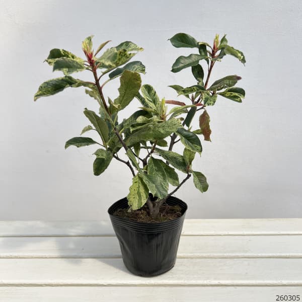 カナメモチ（オオカナメモチ）：ピンククリスピー4.5号ポット