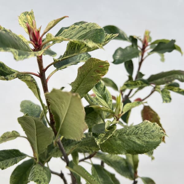 カナメモチ（オオカナメモチ）：ピンククリスピー4.5号ポット