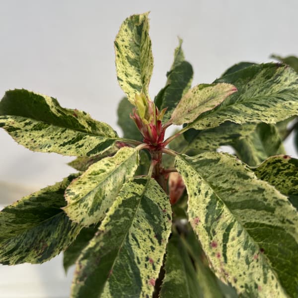 カナメモチ（オオカナメモチ）：ピンククリスピー4.5号ポット