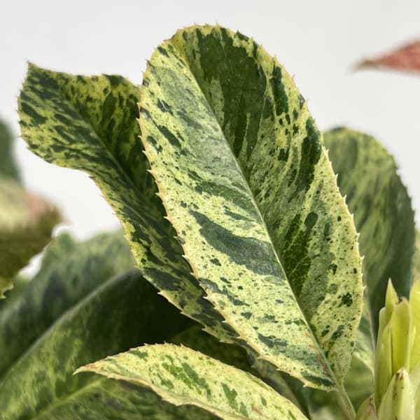 カナメモチ（オオカナメモチ）：ピンククリスピー4.5号ポット