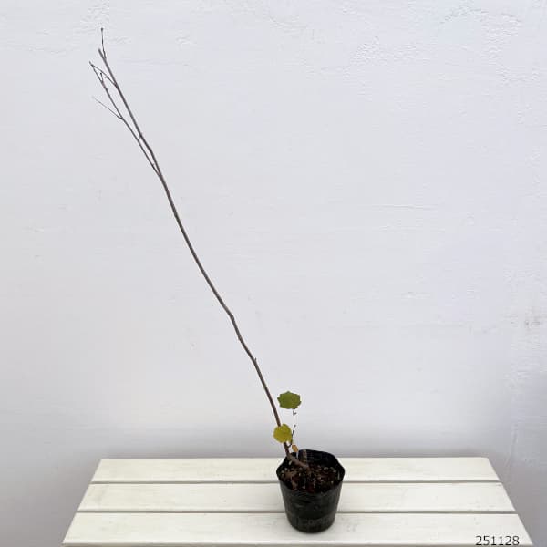 ヘーゼルナッツ(西洋ハシバミ):ノッティンガムフルー3.5号ポット