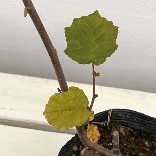 ヘーゼルナッツ(西洋ハシバミ):ノッティンガムフルー3.5号ポット