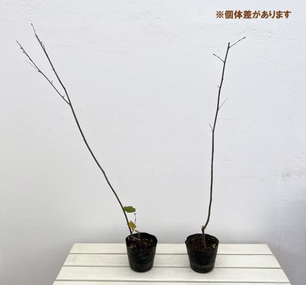 ヘーゼルナッツ(西洋ハシバミ):ノッティンガムフルー3.5号ポット