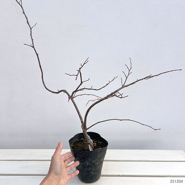 エゴノキ:紅花枝垂れエゴノキ4号ポット