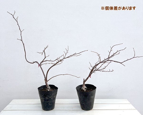 エゴノキ:紅花枝垂れエゴノキ4号ポット