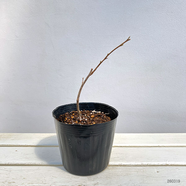 エゴノキ：紅花枝垂れエゴノキ 5号ポット