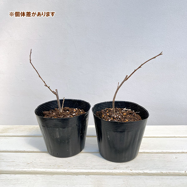 エゴノキ：紅花枝垂れエゴノキ 5号ポット