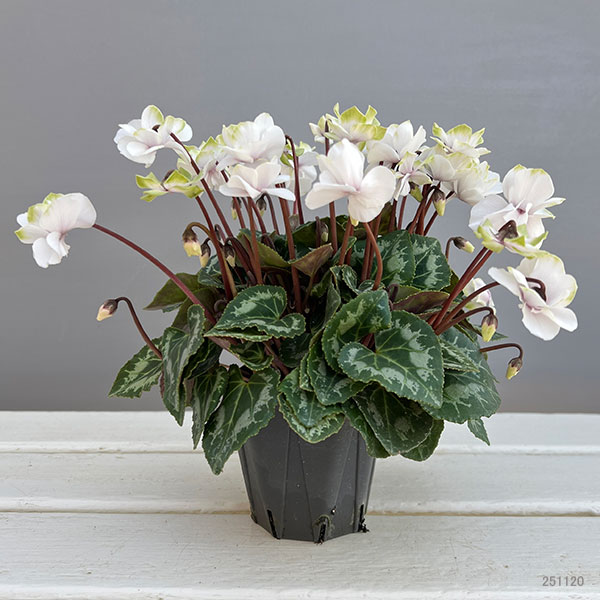 シクラメン（ミニ）：抹茶ラテ3号ポット