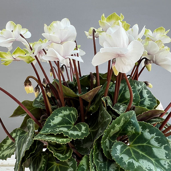 シクラメン（ミニ）：抹茶ラテ3号ポット