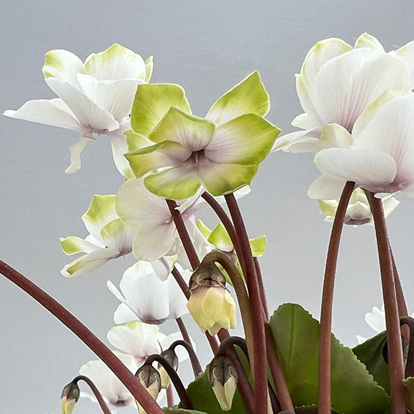 シクラメン（ミニ）：抹茶ラテ3号ポット