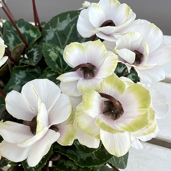 シクラメン（ミニ）：抹茶ラテ3号ポット