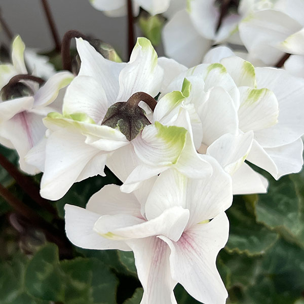 シクラメン（ミニ）：抹茶ラテ3号ポット