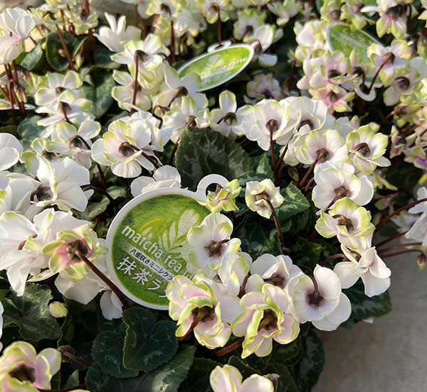 シクラメン（ミニ）：抹茶ラテ3号ポット