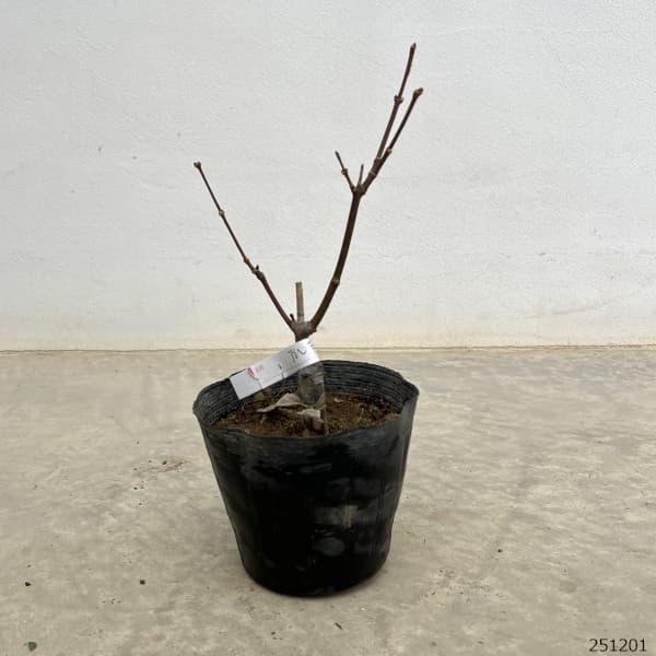 モミジ:爪紅(つまべに)3.5号ポット