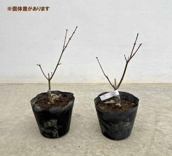 モミジ:爪紅(つまべに)3.5号ポット