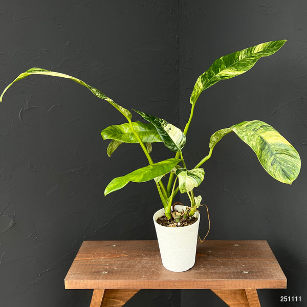 エピプレムヌム：ギガンティウム バリエガータ 3.5号鉢植え