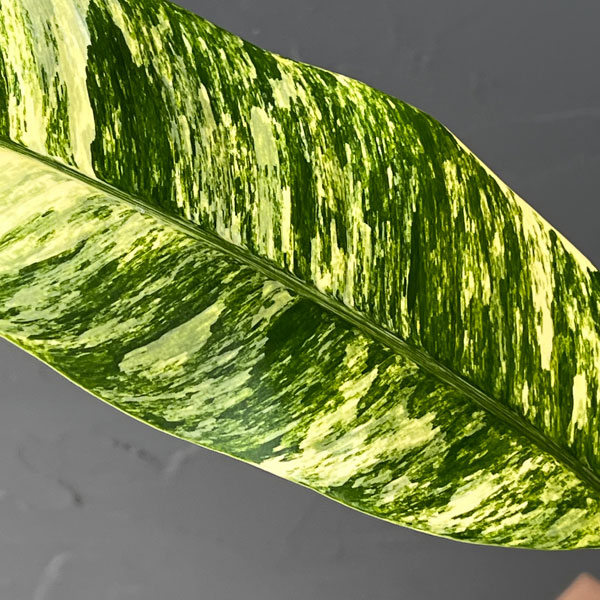 エピプレムヌム：ギガンティウム バリエガータ 3.5号鉢植え