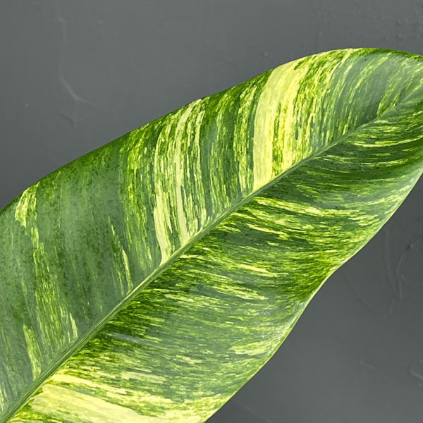 エピプレムヌム：ギガンティウム バリエガータ 3.5号鉢植え