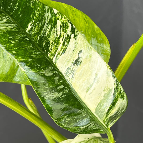 エピプレムヌム：ギガンティウム バリエガータ 3.5号鉢植え