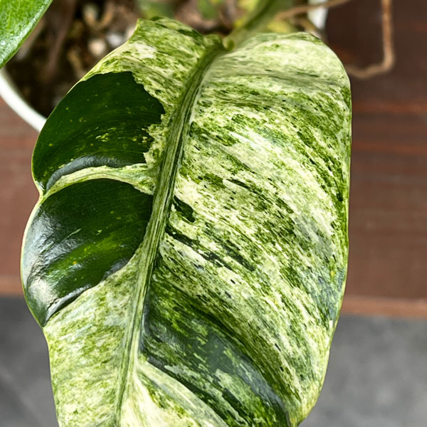 エピプレムヌム：ギガンティウム バリエガータ 3.5号鉢植え