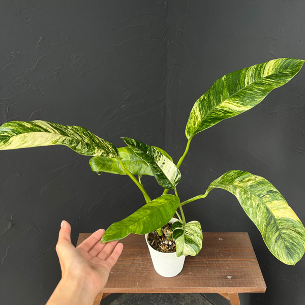 エピプレムヌム：ギガンティウム バリエガータ 3.5号鉢植え