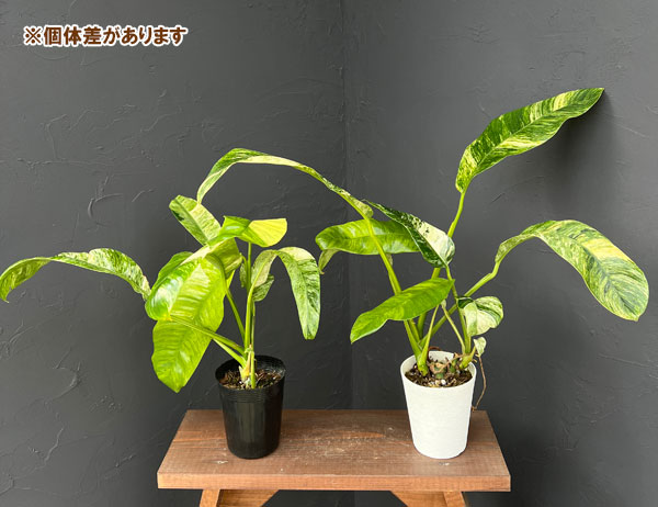 エピプレムヌム：ギガンティウム バリエガータ 3.5号鉢植え