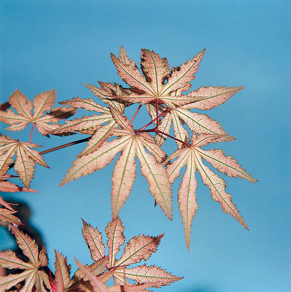 モミジ：紅鴫立沢（ベニシギタツサワ）3.5号ポット